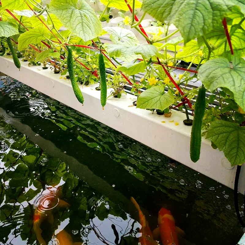 鄂州市大棚鱼菜共生 - 方案